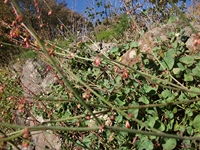nte Mojo-30122011 110